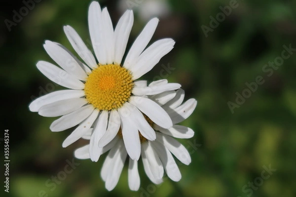 Obraz white daisy flower