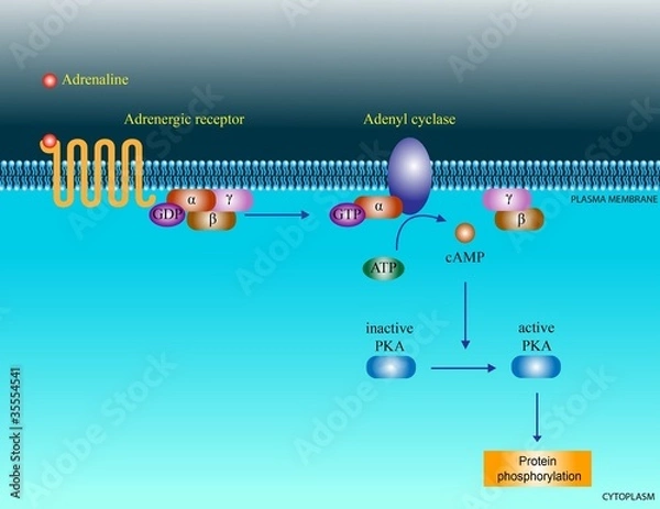 Obraz Adrenaline molecular pathway