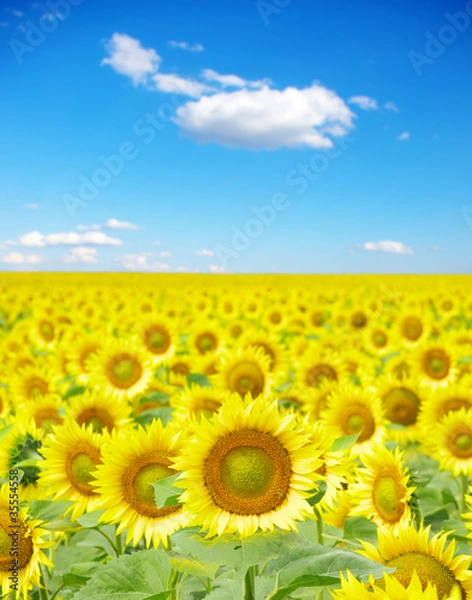 Obraz sunflower field
