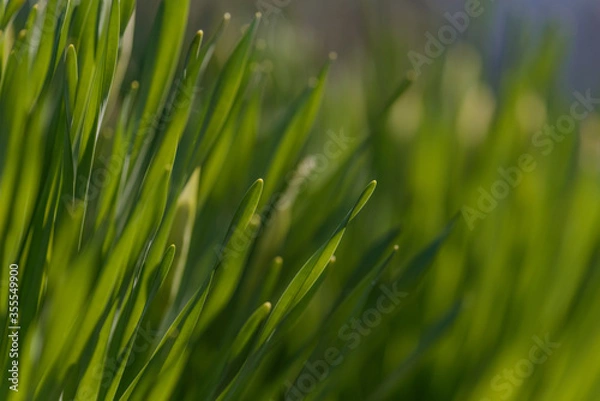 Fototapeta Green Grass. Close-up of bright green grass tending a breath of wind. Close-up abstract with shallow depth of field and background bokeh of brightly sunlit long bladed green and yellow plant leaves.