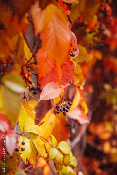 Obraz red autumn leaves