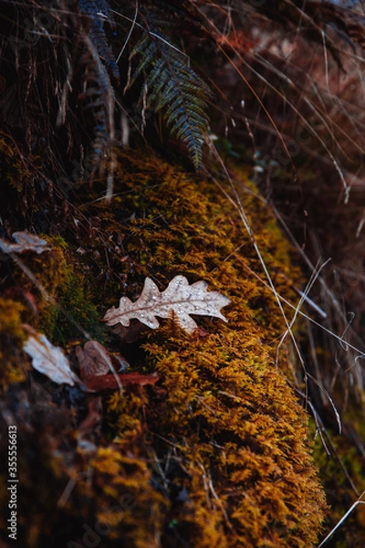 Obraz fallen autumn leaves