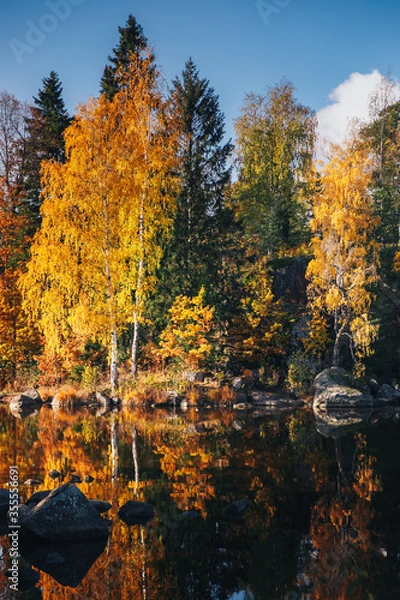 Obraz autumn trees in the forest