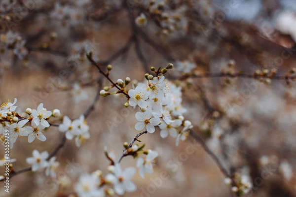 Obraz cherry tree blossom