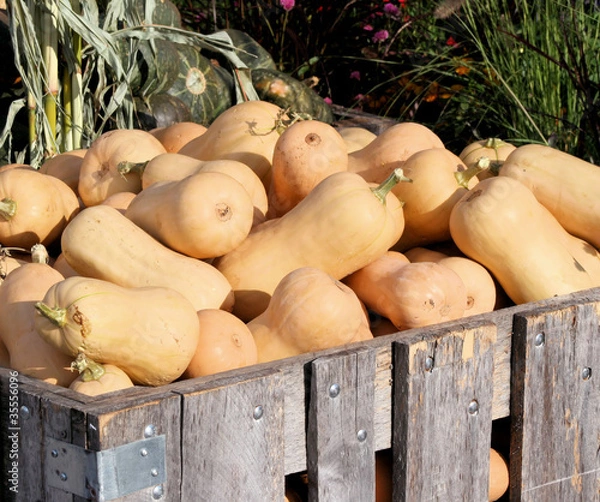 Obraz Butternut Squash