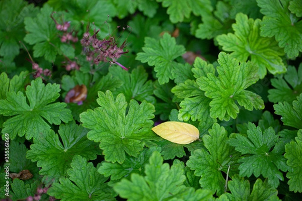 Fototapeta Geranium (Pelargonium graveolens) in the garden. Green leaves and flowers.