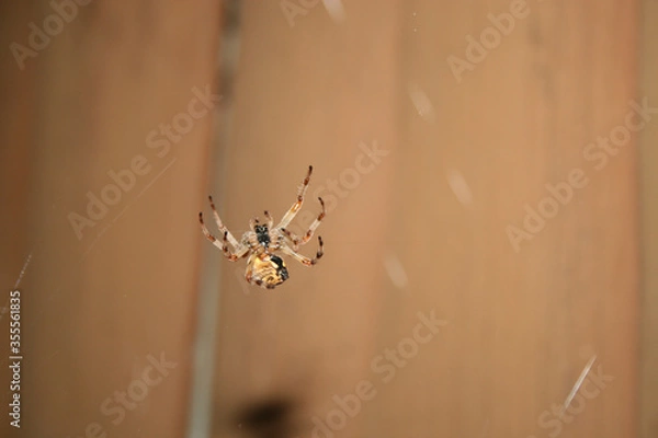 Fototapeta spider on web