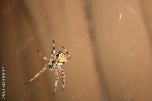 Fototapeta spider on web