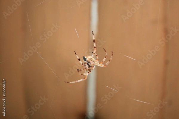 Fototapeta spider on web