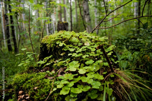 Fototapeta tree in the forest