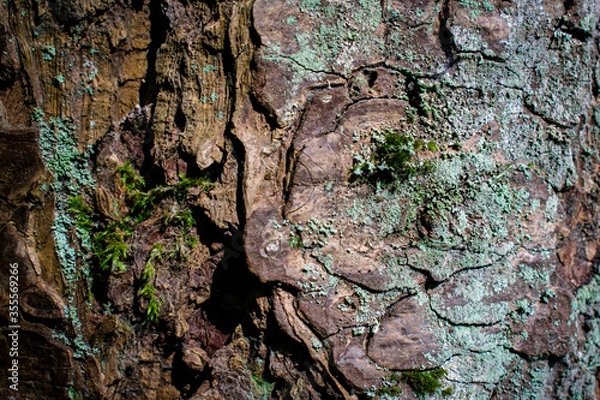 Obraz texture tree bark 3