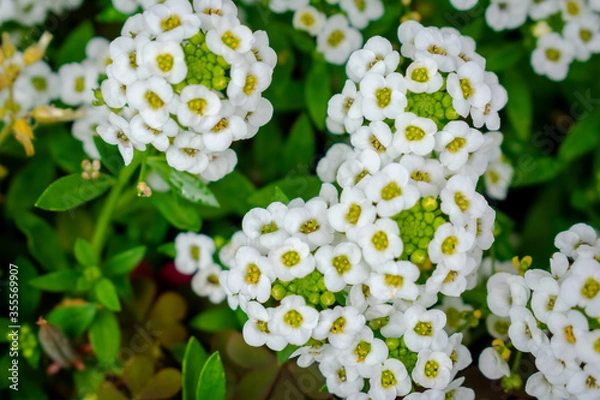 Obraz white flowers in the forest