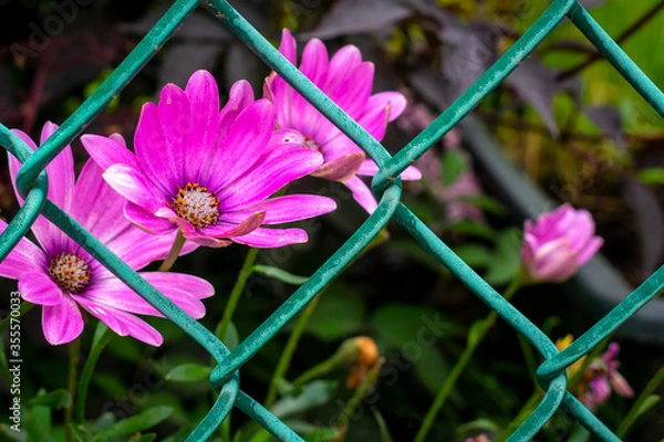 Obraz Electric Daisy 