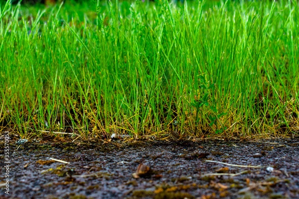 Obraz grass in the ground