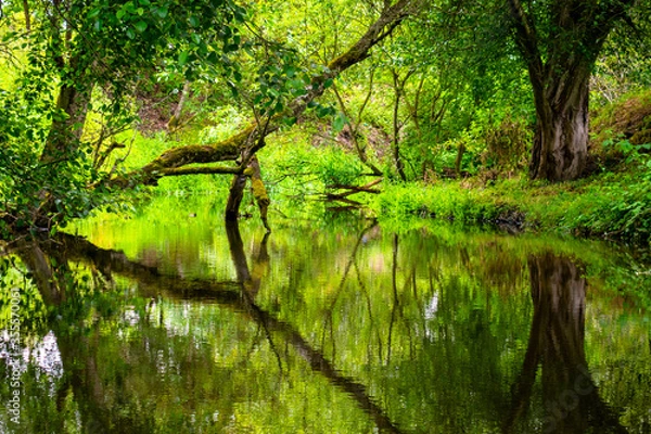 Obraz Creek Reflection in Central Oregon 