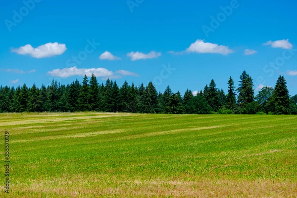 Obraz Oregon treeline