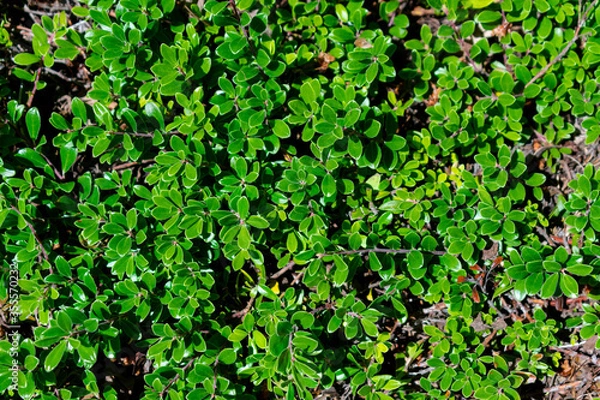 Obraz green leaves background