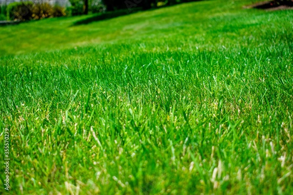 Obraz green grass field