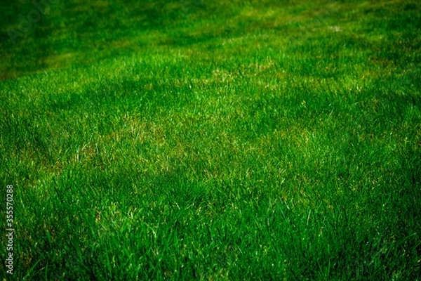 Obraz green grass texture