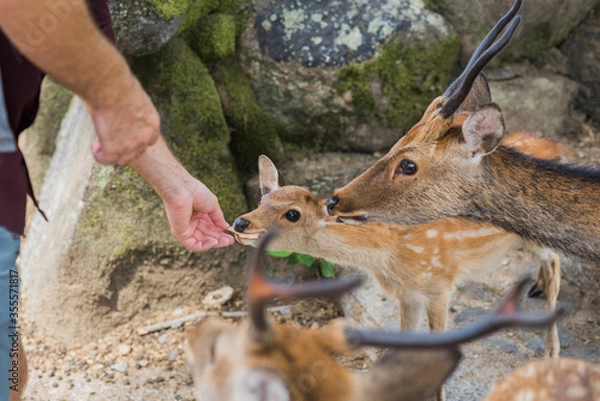 Obraz Feeding sika deer, spotted deer, in Nara, Japan
