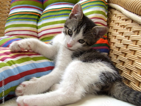 Obraz kitten