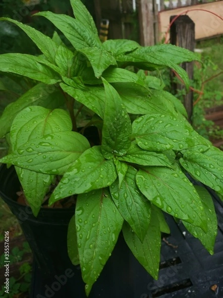 Fototapeta Water On Cockscomb II