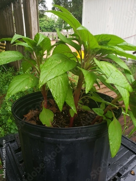 Fototapeta Water On Cockscomb I