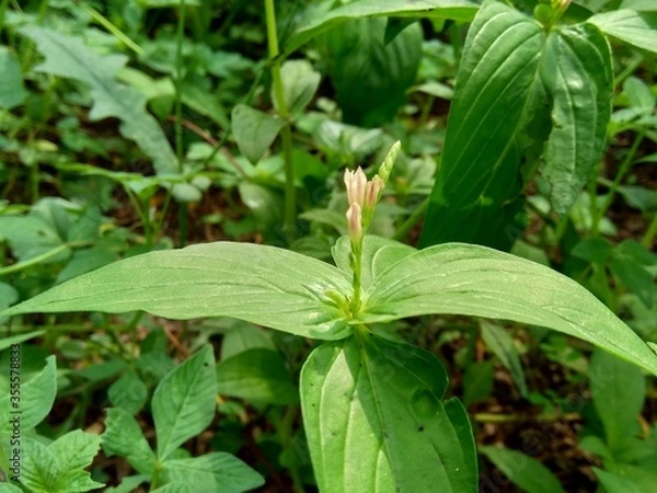 Fototapeta Spigelia Anthelmia (Wormgrass, Pinkroot, West Indian Pinkroot) with a natural background. Pinkroot is a common name for plants in this genus.