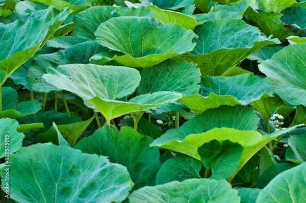 Fototapeta 初夏のふき