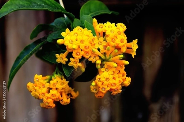 Fototapeta Pretty yellow flower