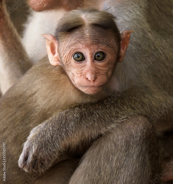 Fototapeta A very cute little macaque in India in the Bangalore Botanical Garden looking into the camera lens with its large and beautiful eyes small animal primate.