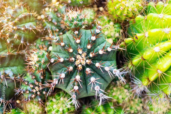 Obraz the picture of cactus