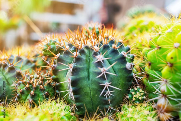 Obraz the picture of cactus