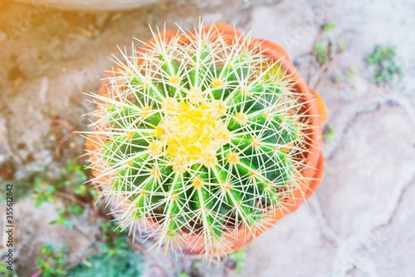 Obraz the picture of cactus