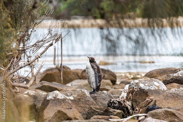 Fototapeta A moulting King Penguin standing alone on rocky foreshore, Bruny Island, Tasmania. Bokeh background of sea and beach. Landscape beach scenery.