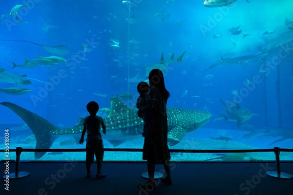 Fototapeta 水族館　ジンベエザメ