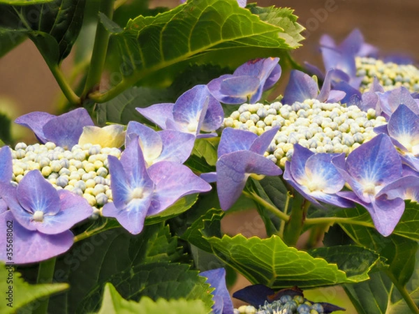 Obraz 青紫色のガクアジサイの花