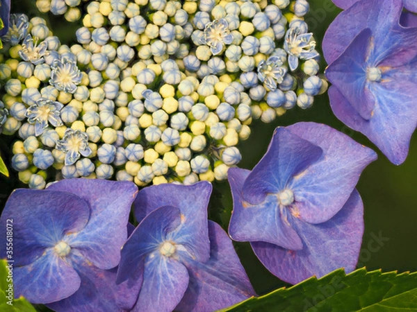 Obraz 青紫色のガクアジサイの花