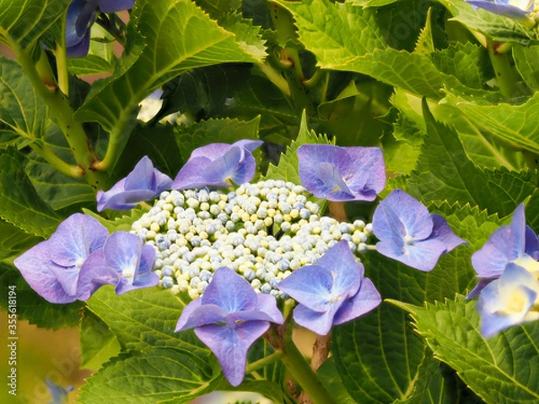 Obraz 青紫色のガクアジサイの花