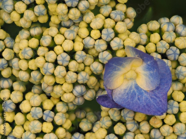 Obraz 青紫色のガクアジサイの花