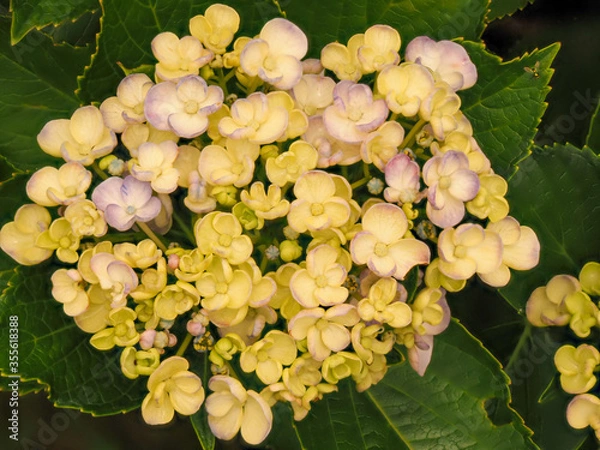 Obraz 薄紫色のウズアジサイ（オタフクアジサイ）