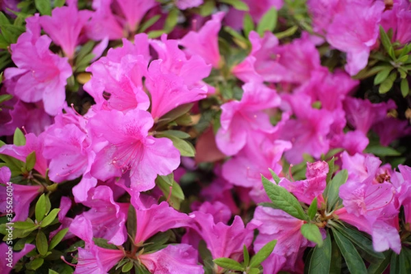 Obraz つつじ　Tsutsuji