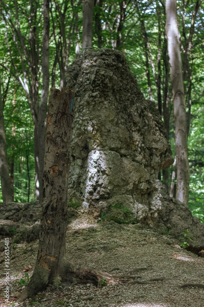 Fototapeta Cloesup to broken tree in the forest, rock in the background. Warm sunny day, green leafs and trees. 