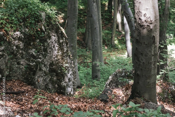 Fototapeta Rocks in the forest in autumn. Green and brown yellow leafs. 
