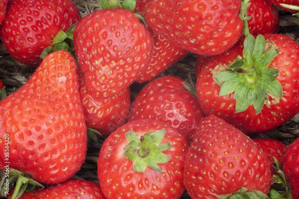 Obraz Background of fresh ripe strawberries in rustic basket