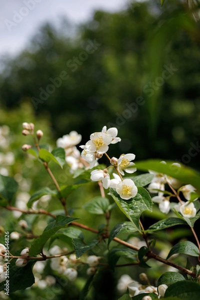 Fototapeta Philadelphus