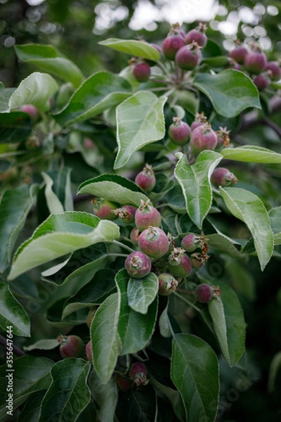Fototapeta small apples on a tree