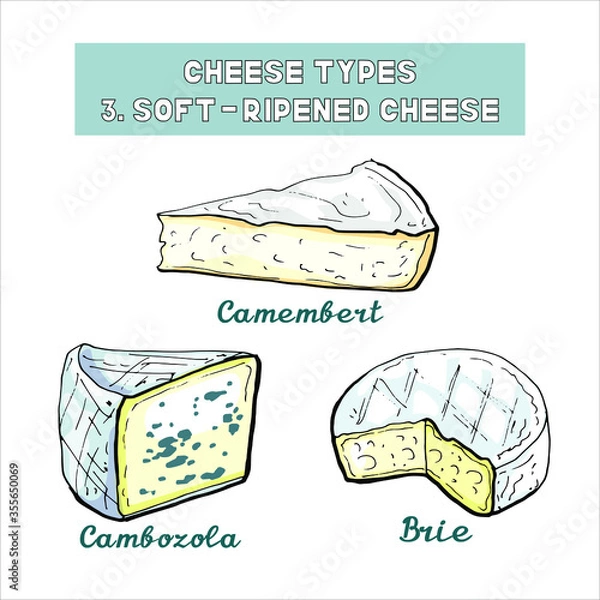 Obraz Vector illustration of cheese types and sorts