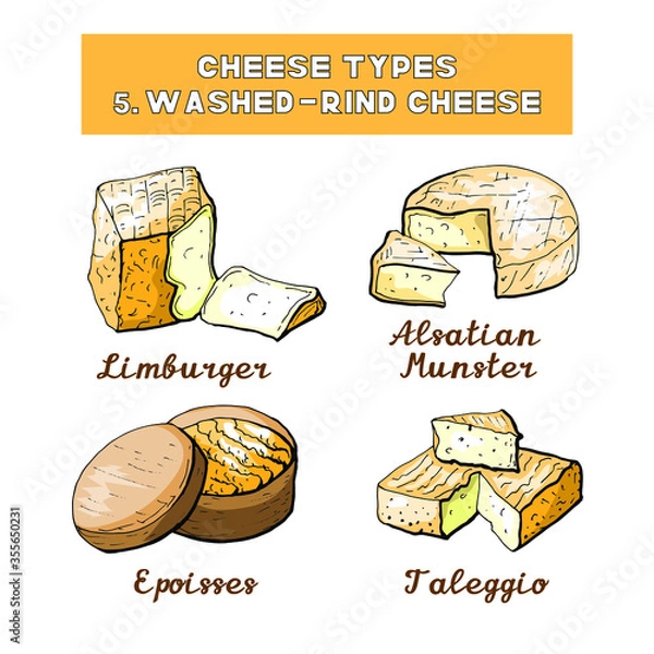 Obraz Vector illustration of cheese types and sorts