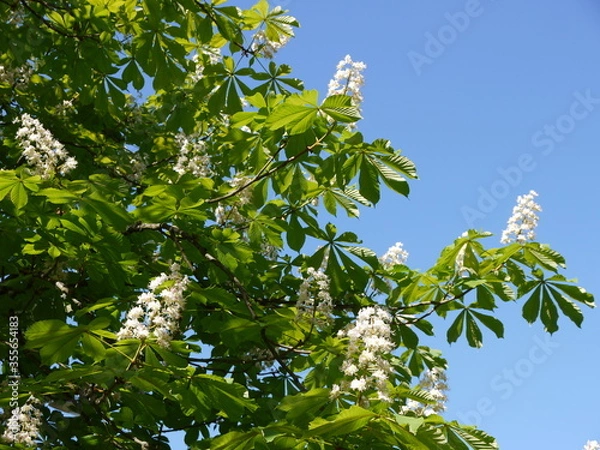 Obraz Kastanienblüten